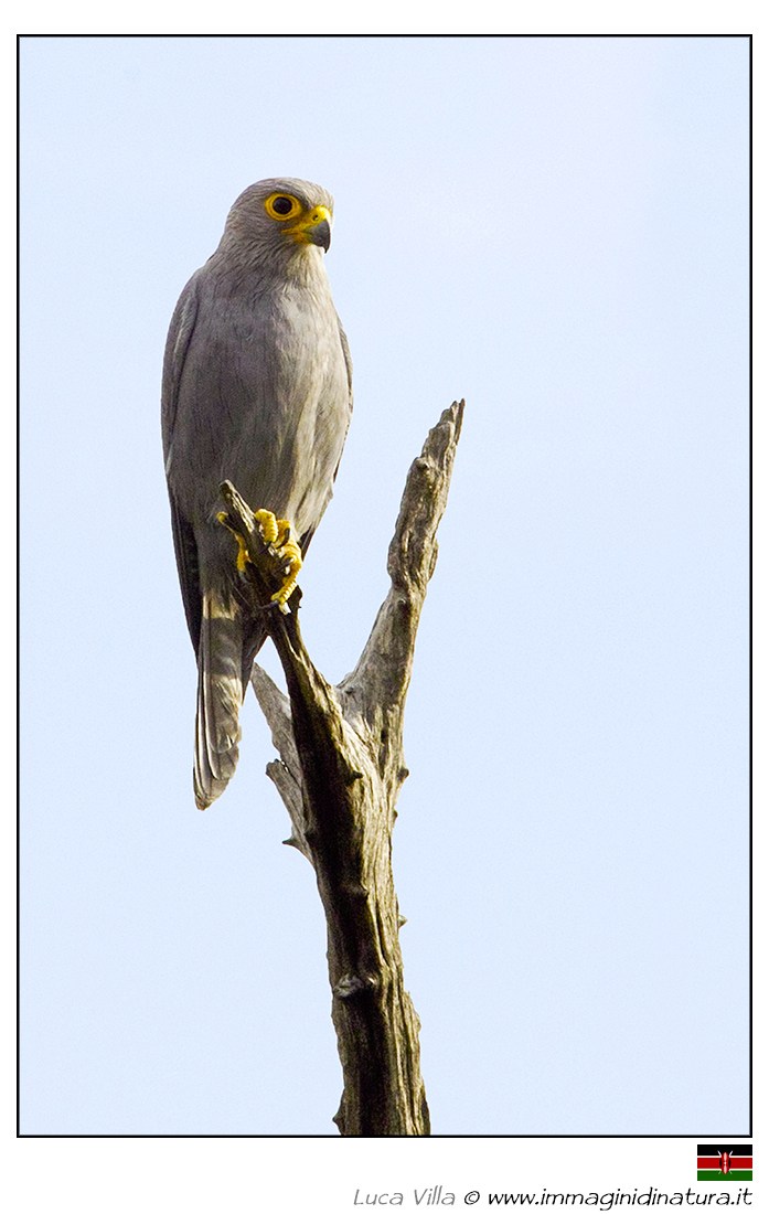 Falco grigio - Falco ardosiaceus